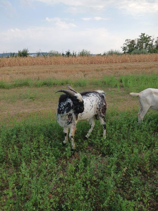 Țap rasa anglonubiana