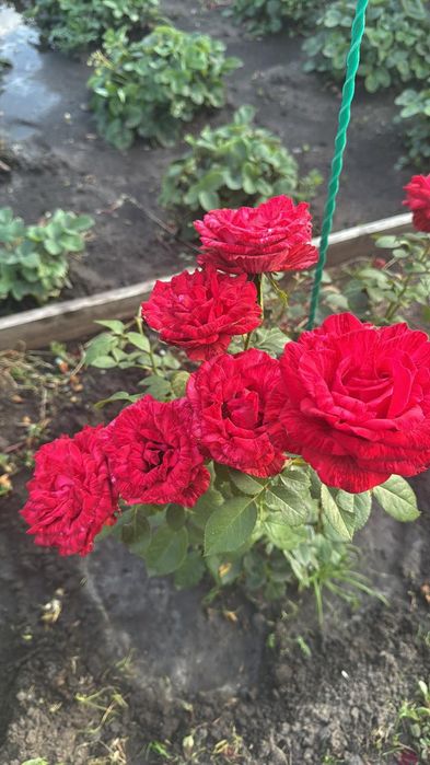 Дача СО " Геолог"