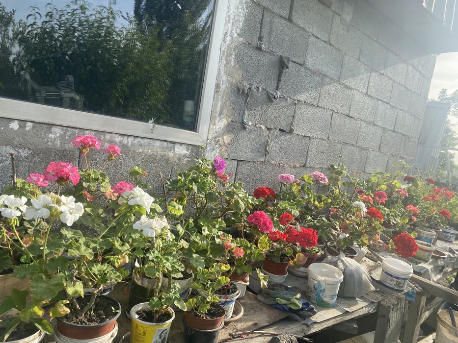 Герани цветущие комнтаные растения