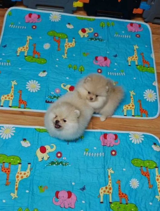 Померан мини baby face