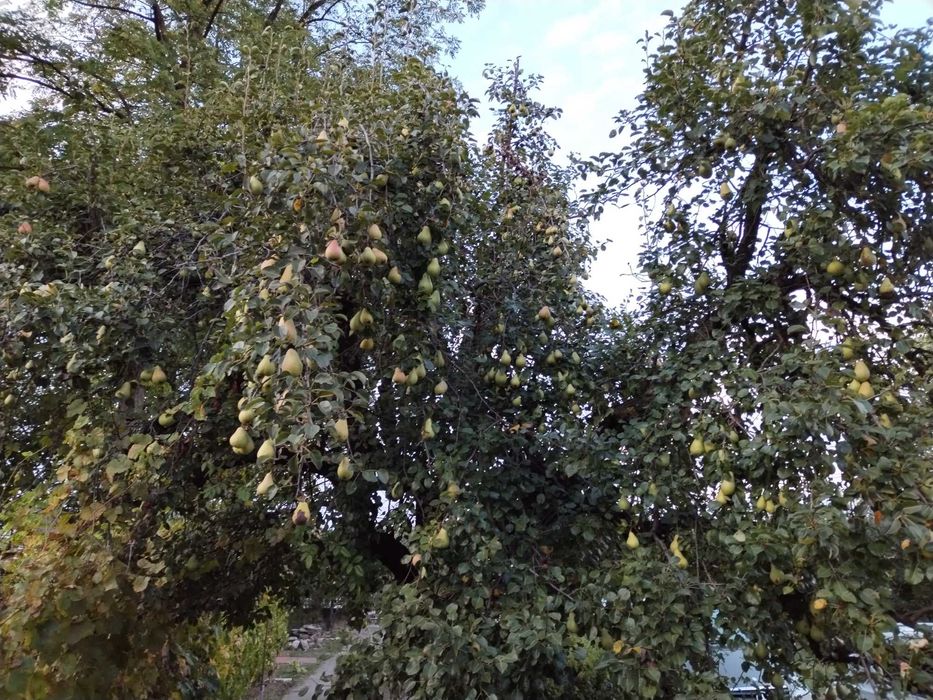 Mere și pere de vânzare în Magura