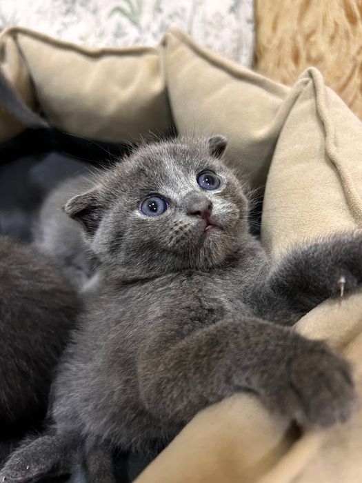 Шотландская вислоухая кошка (скоттиш-фолд) родила очаровательных котят