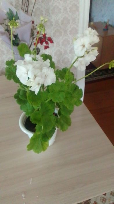 Продам    герань