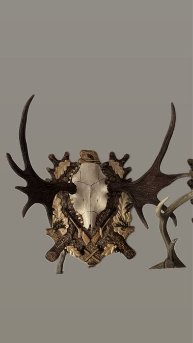 Panoplie coarne de elan