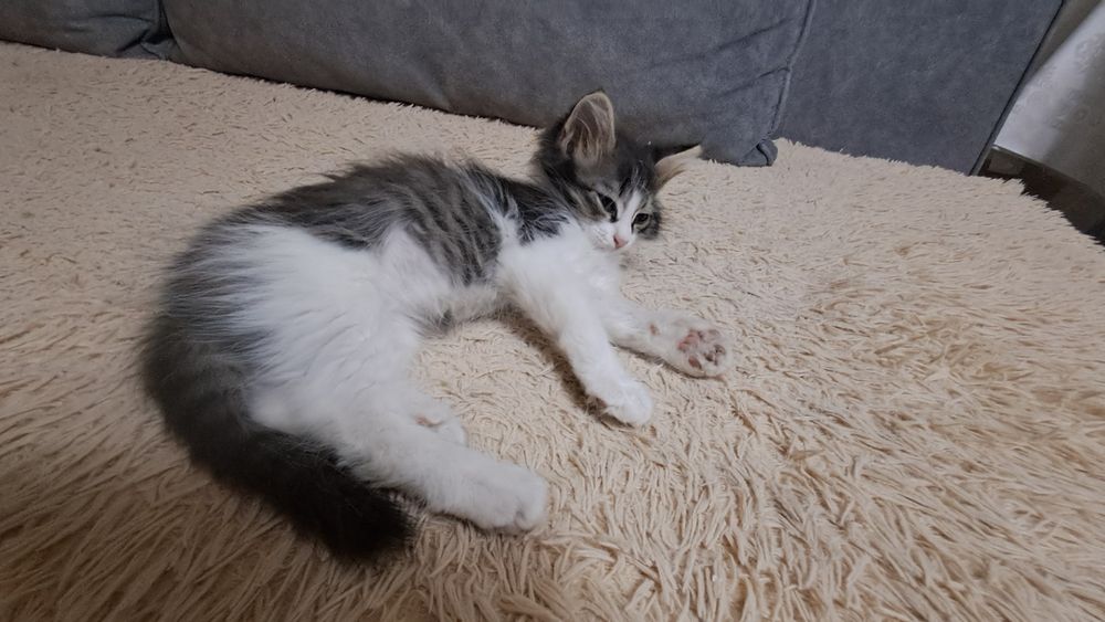 Отдам котят в добрые руки