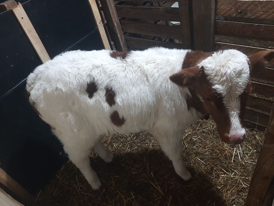 Продам тёлка  продам