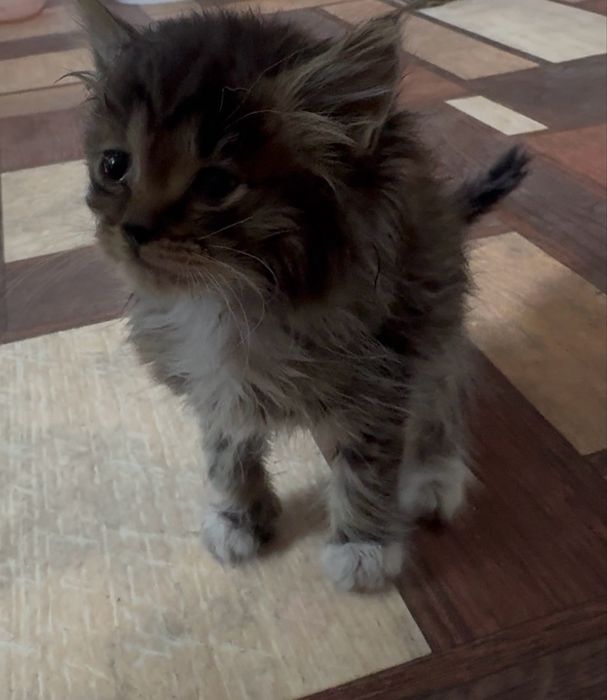 Отдам 2 котят.сарань