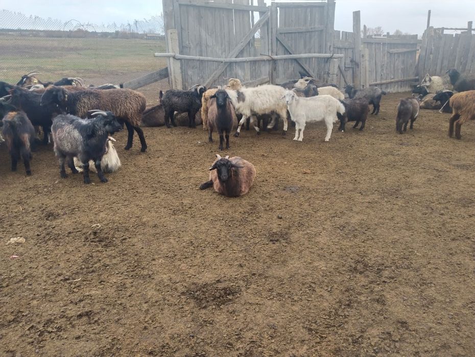 Продаются козы!!!