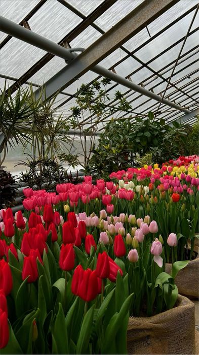 Тюльпаны к 8 марта