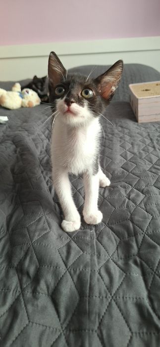 Подарявам мъжко котенце