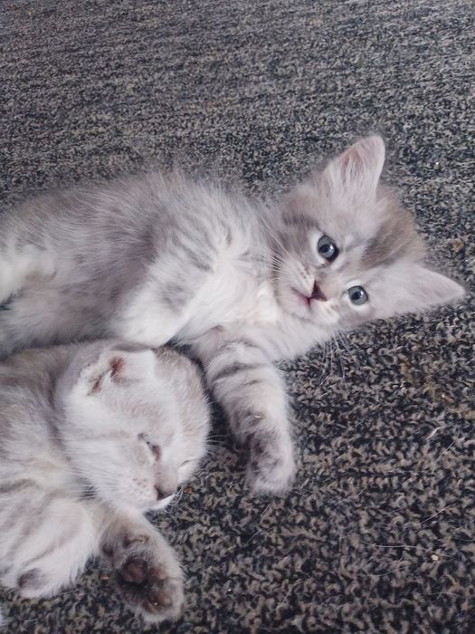 Котёнок на продажу
