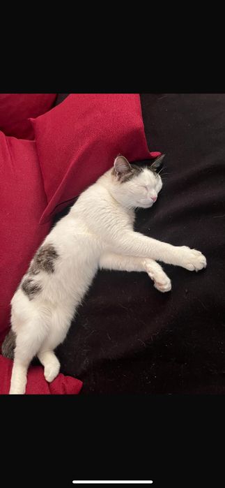 Пропал кот!Помогите пожалуйста