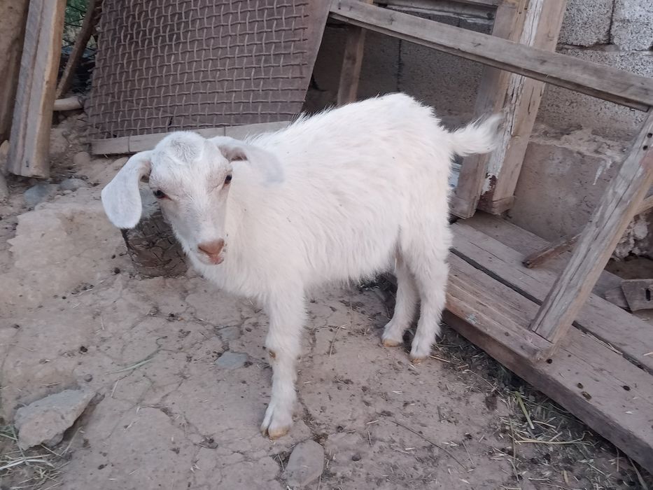 Зааненский коза ешкі