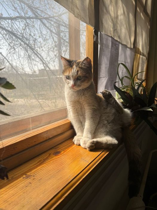 Здравствуйте! Девочки ищут дом! Жили на заводе