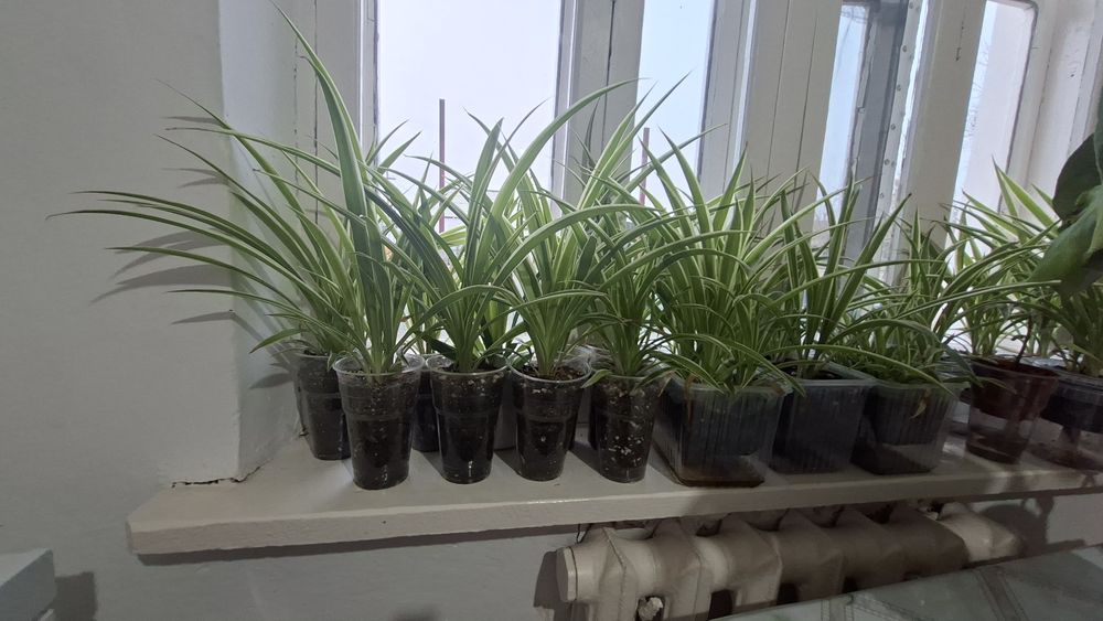 Хлорофитум 500тг