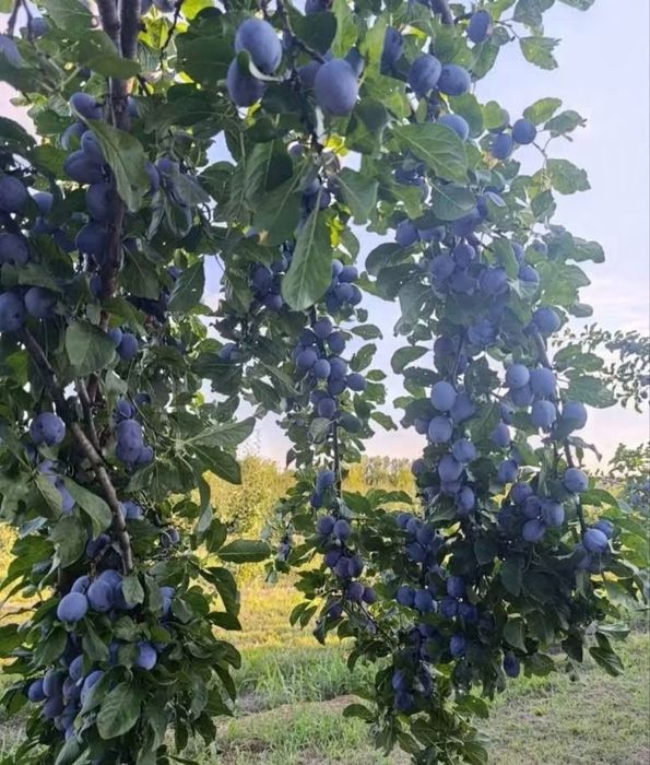 Prune pentru țuică!
