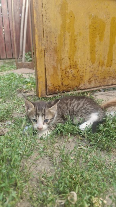 Pisicuți spre adopție