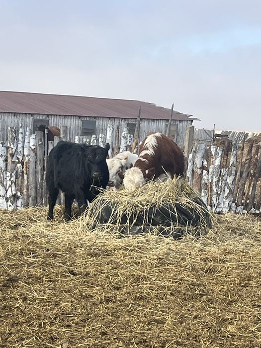 Проодам 8 быков