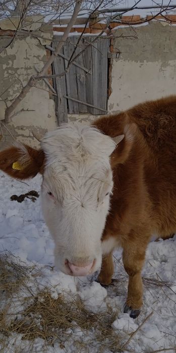 Продам годовалую телку