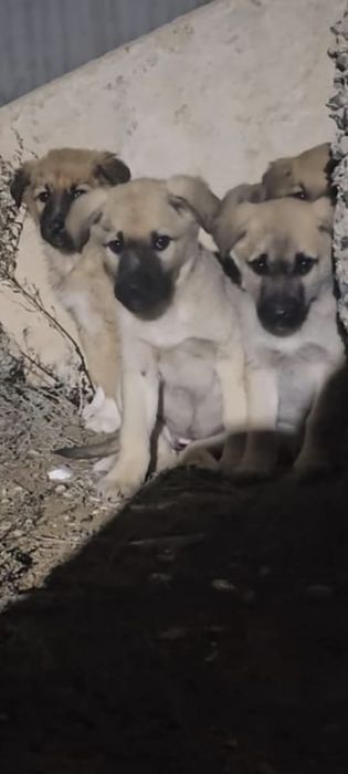 Щенки в хорошие руки