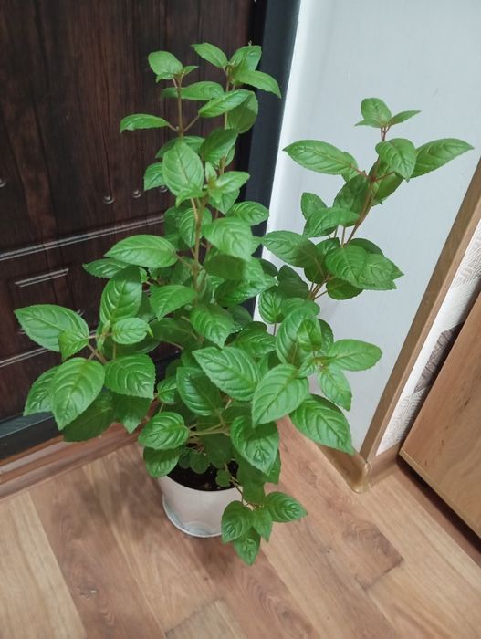 Продам растения для дома