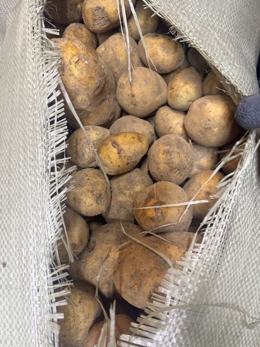 Картофель тендреный