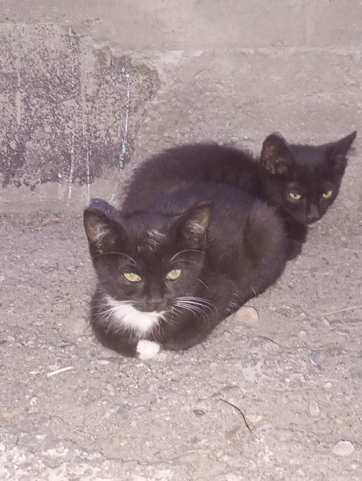Отдадим котят две девочки