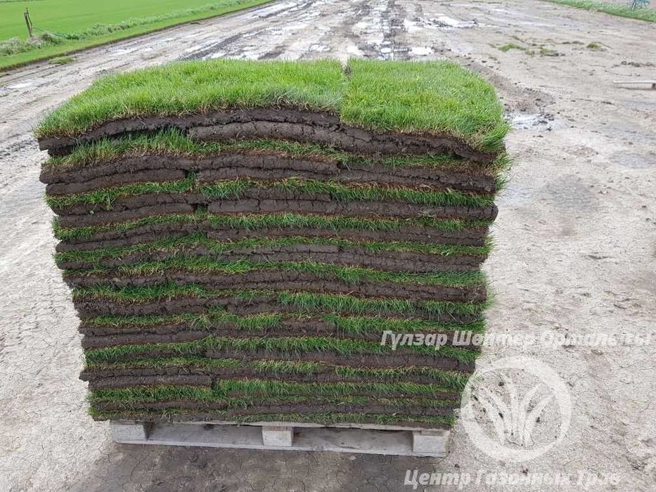 живой рулонный газон