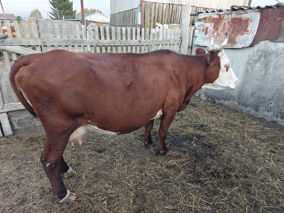 Продам корову КРС в с.Урумкай