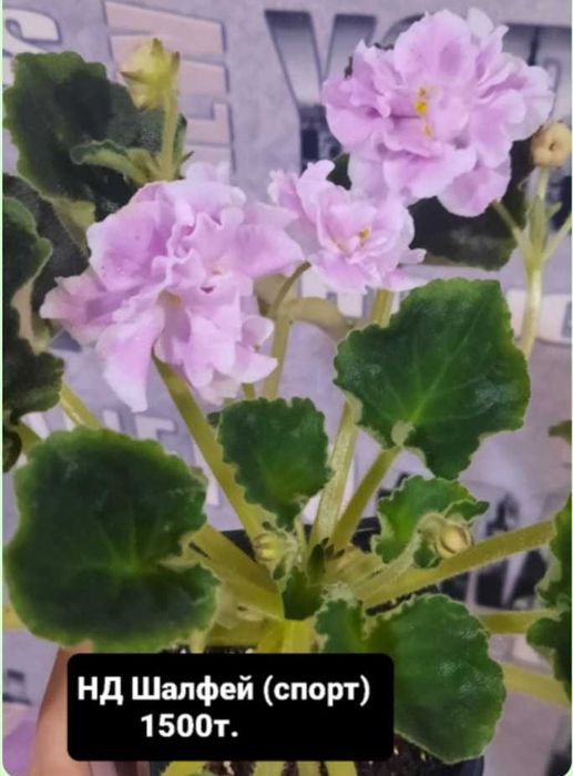 фиалки сортовые цветущие