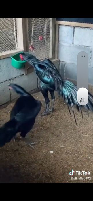 Ганой цыплята 100%