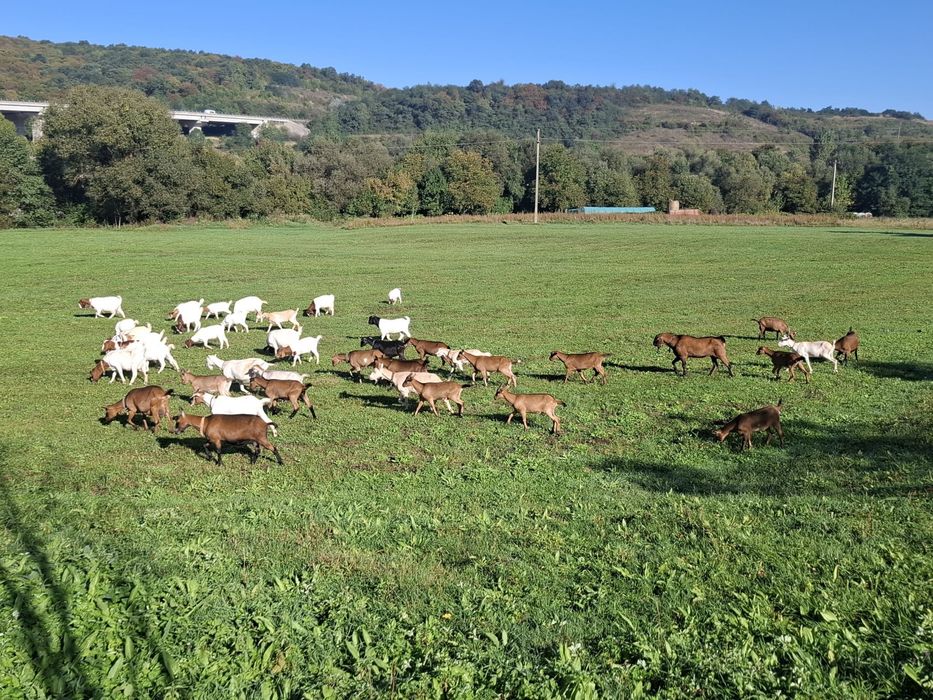 Capre Boer si Alpina franceza de vanzare