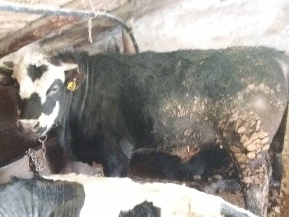 Продам   откорм.