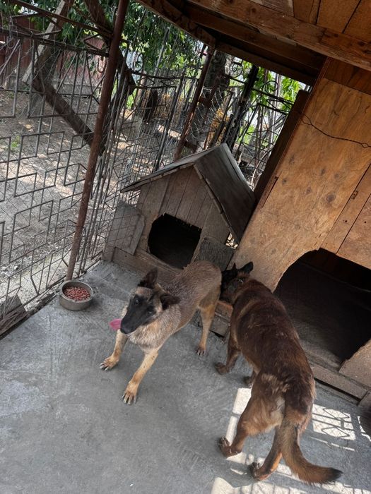 MALINOIS PREMIUM – Pui Excepțional din Linie cu Pedigree | Inteligență & Protecție de Top