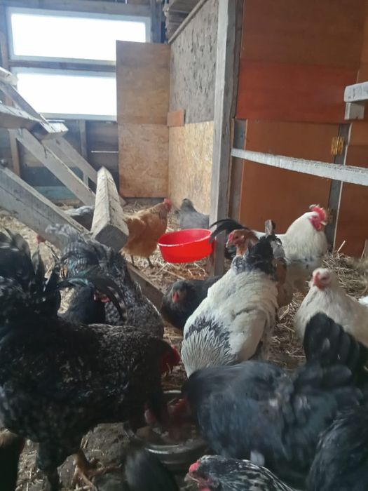 Курьи домашний петух