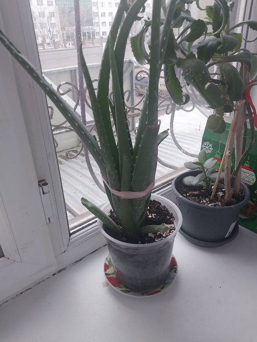 Комнатные цветы домашние