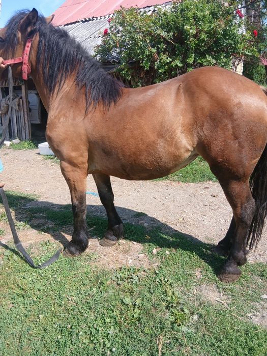 Vând Mânză de 2 ani sau la schimb cu o mașină dubă