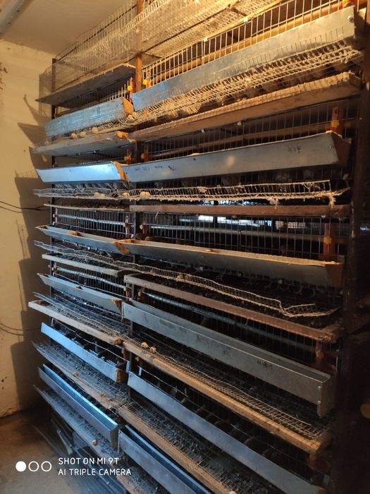 Клетки для перепелов