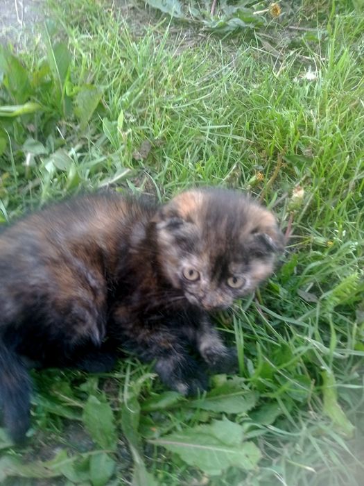 Продам вислаухую кошку