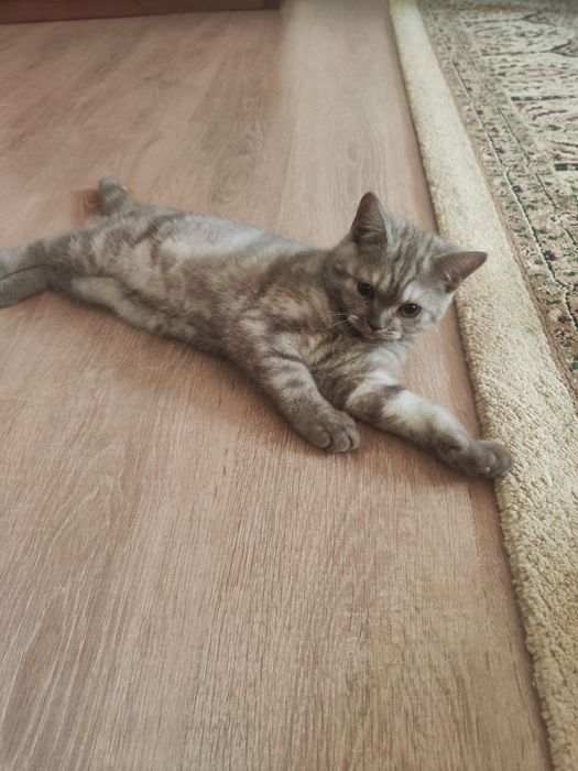 Шотландский котенок, мальчик