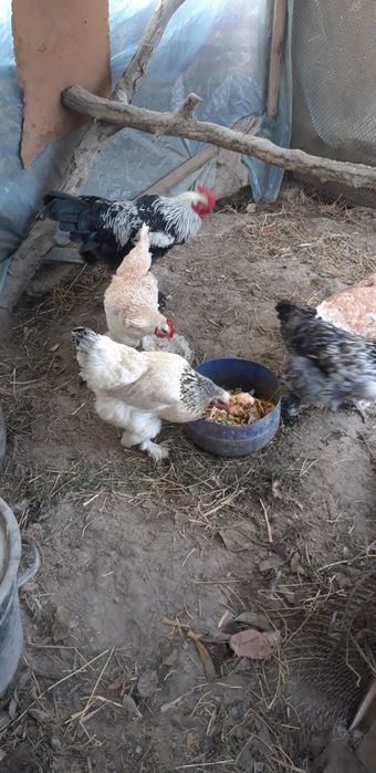 Brama Tovuqlar Soltiladi Soglom tugishni boshlagan