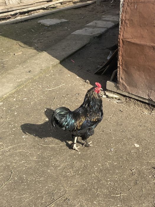 Петухи болшие черные