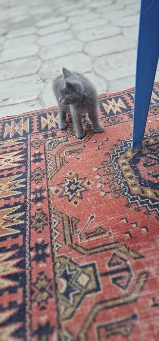 Кошка британская