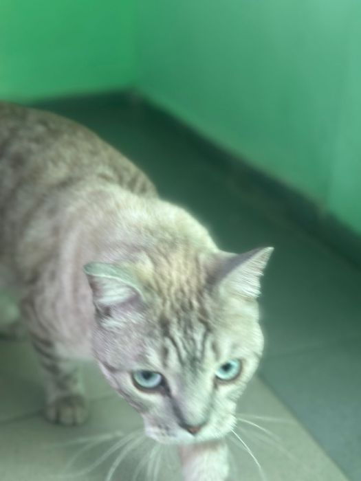 Отдам в добрые руки кота