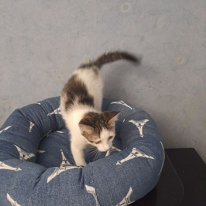 Отдам в добрые руки.