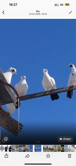 Продам голубей домашних