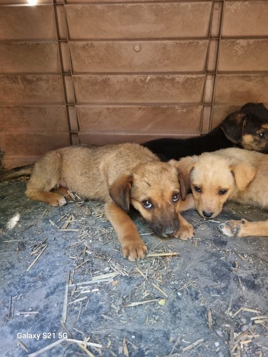 Puiuțe de cățeluș își caută căsuța