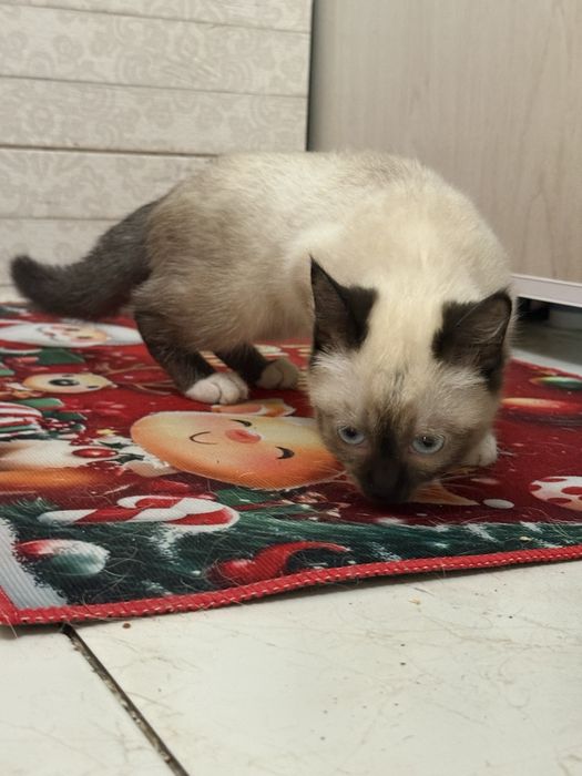 Тайский котенок в добрые руки
