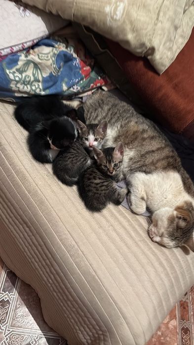 Отдам котЯт в добрые руки