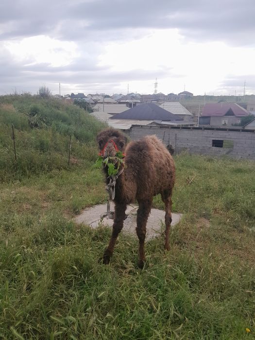 Тез арада Бота сатылады